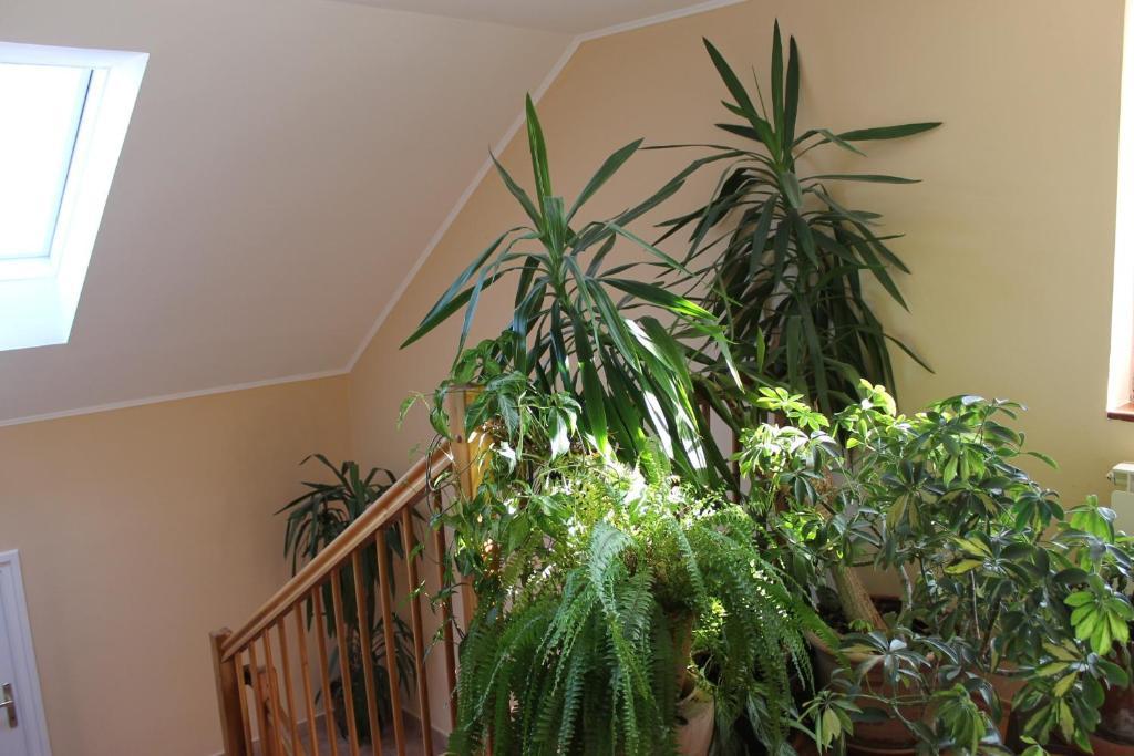 Bajor Panzio Bed and Breakfast Kecskemét Exteriör bild